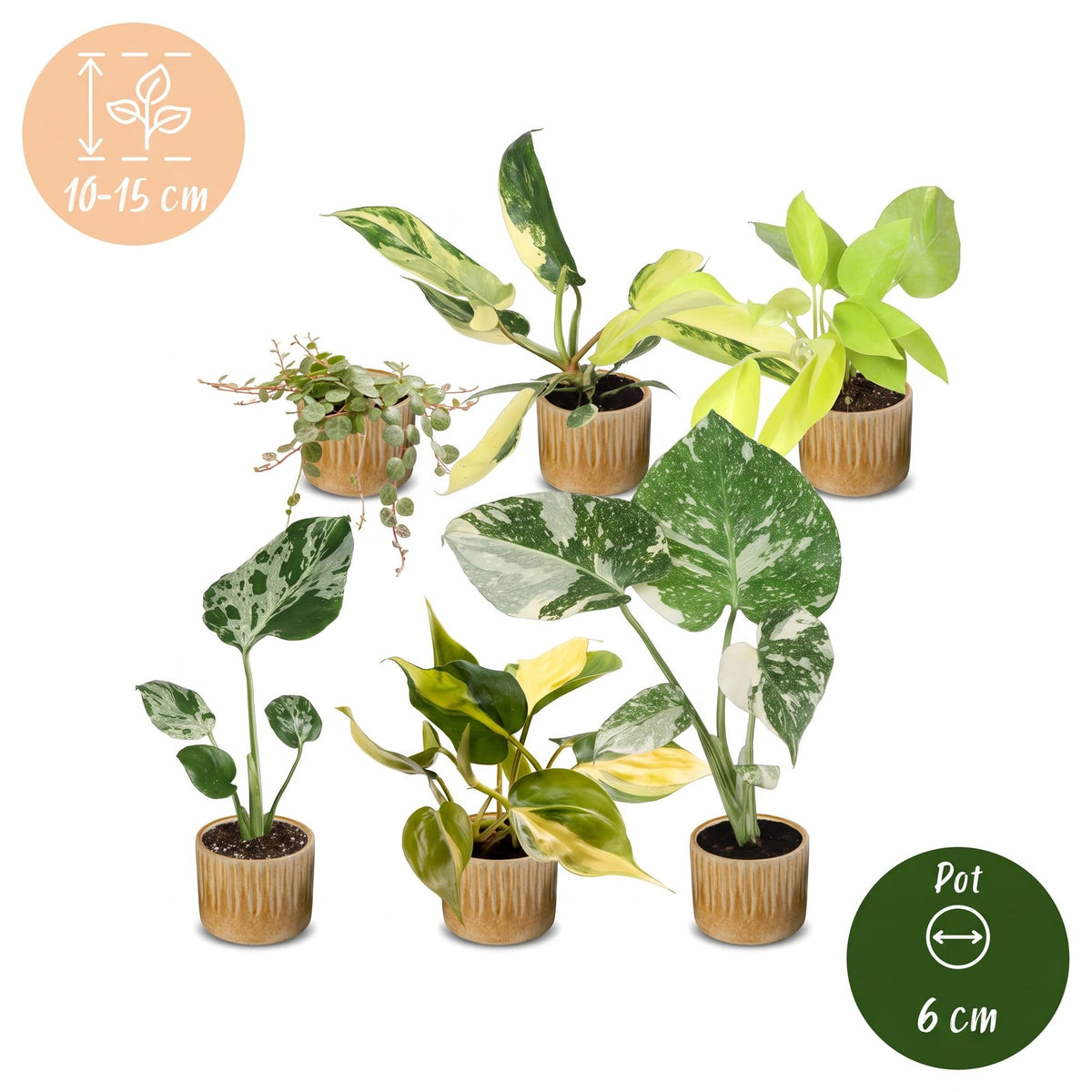 6x Baby Tropical Mix - Vari - Tropicale - incl. Linnea Honey - Ø6cm - ↕10-15cm