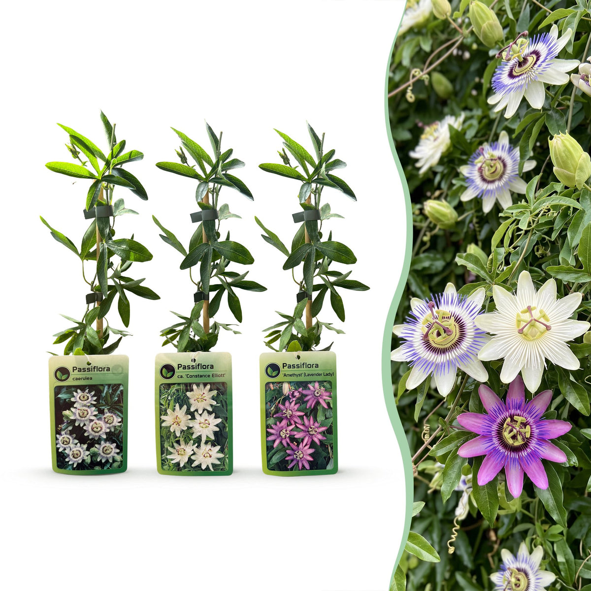 6x Passiflora Tricolour - Tricolor passion flower - White - Purple - Pink - Climbing plant - Ø9cm - ↕35cm