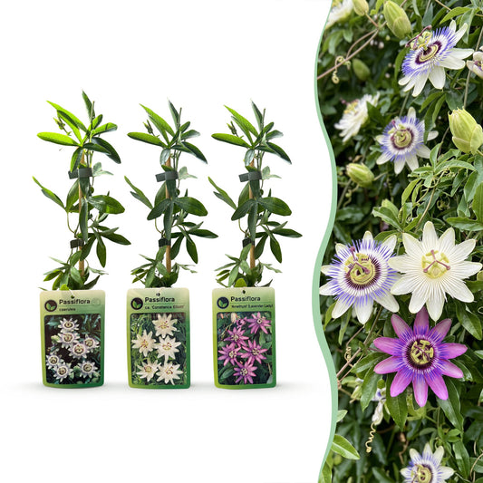 6x Passiflora Tricolour - Tricolor passion flower - White - Purple - Pink - Climbing plant - Ø9cm - ↕35cm