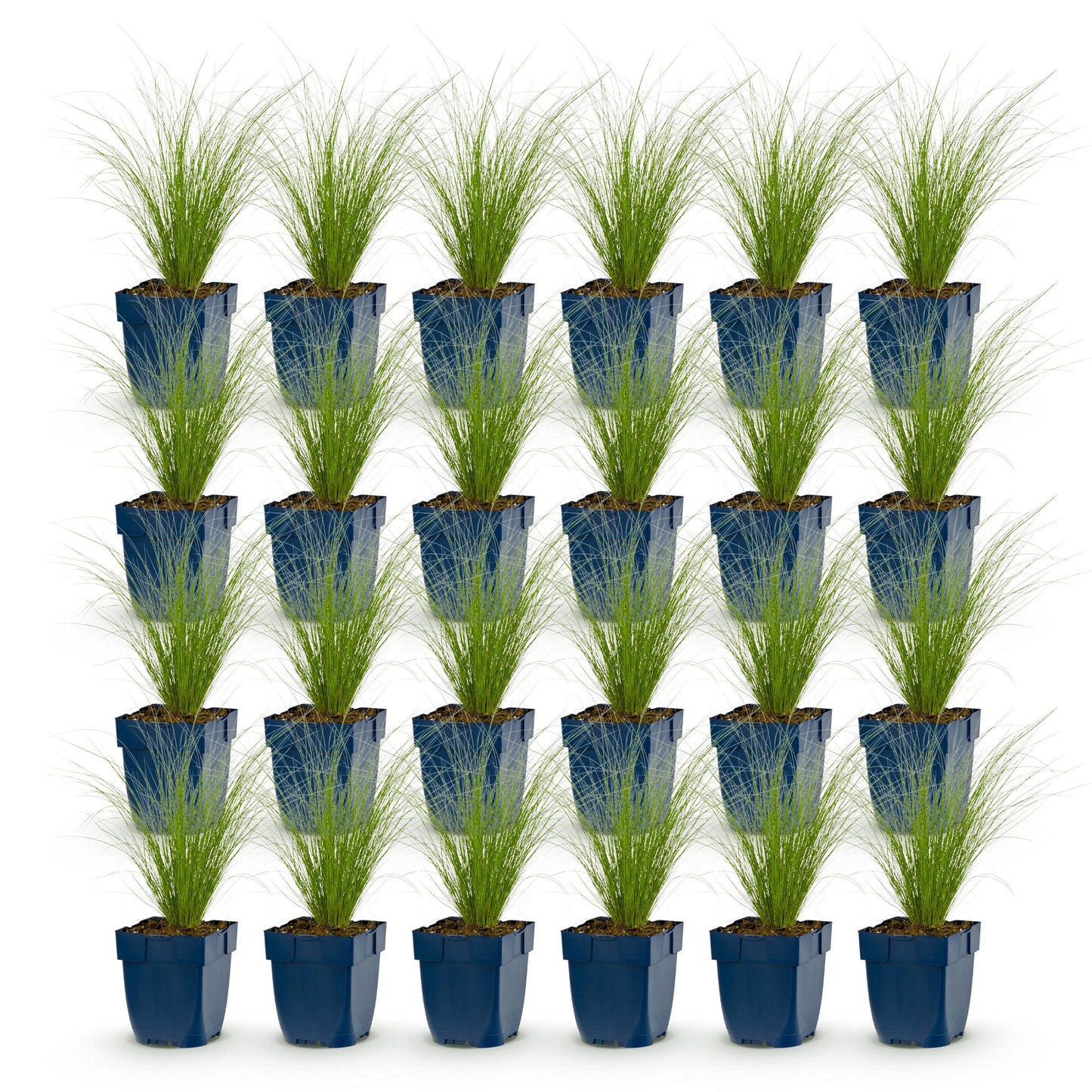 Grassen - Stipa tenuissima Ponytails - Vedergras - Groenblijvend - Groen - 24 Planten - Pot 11cm - Hoogte 15-25cm