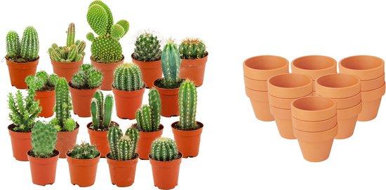 Mini Cactus Mix - 18 Pieces - Ø 8,1 cm - Height: 5-10 cm - Terracotta Pots