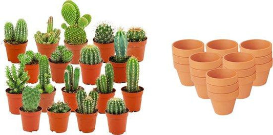 Mini Cactus Mix - 18 Pieces - Ø 8,1 cm - Height: 5-10 cm - Terracotta Pots