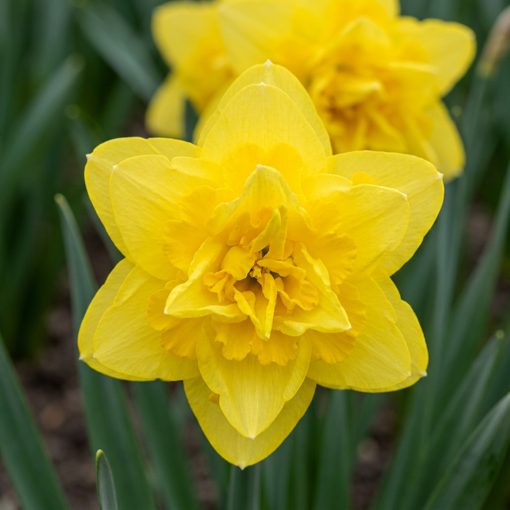 80x Narcissus Golden Ducat - Gevulde gele narcis - Geel - Voorjaarsbloeier - Bolmaat 12/14