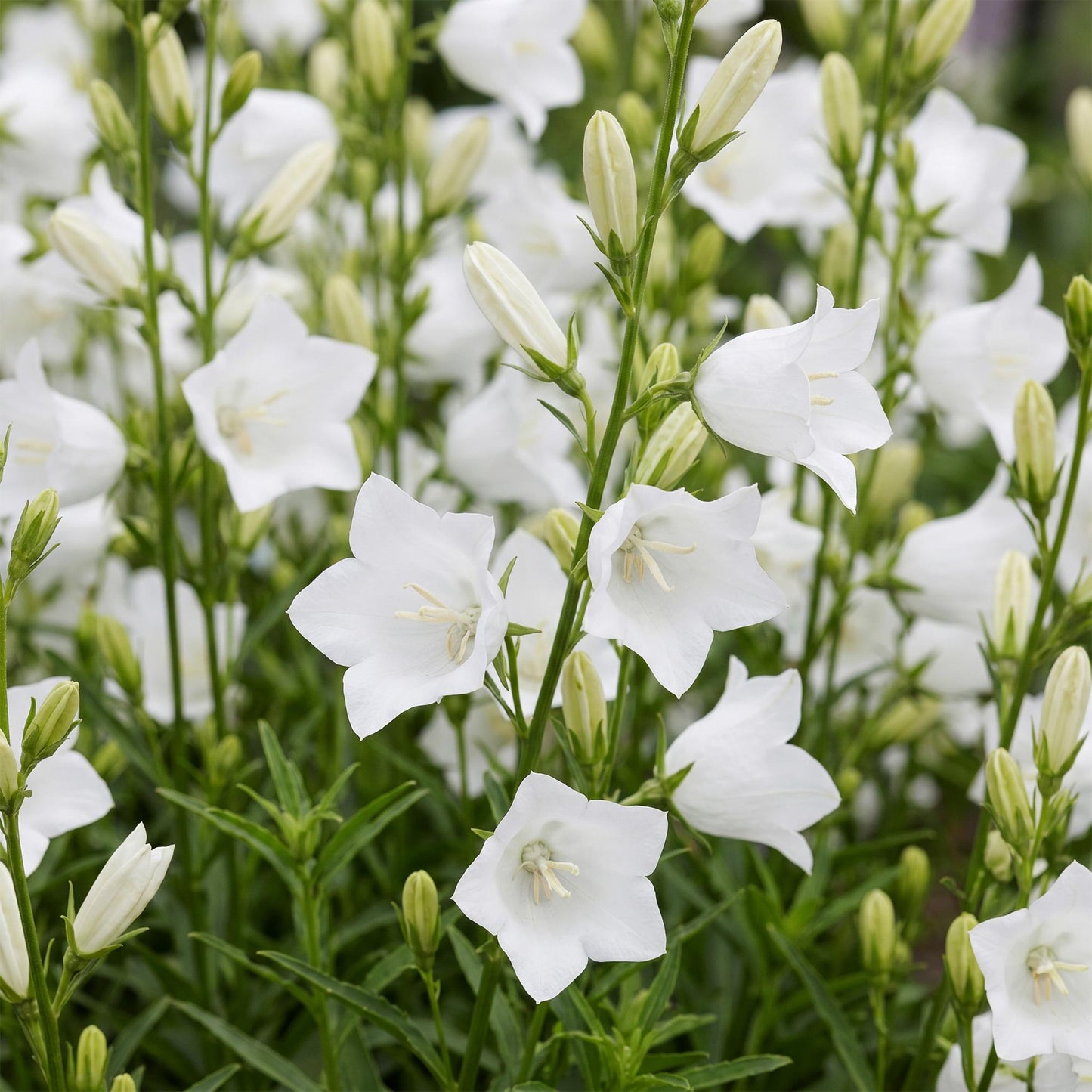 Green boutiQ - Plante vivace - Campanula pers. Alba - Campanule à feuilles de pêcher - Attire les abeilles et les papillons - Blanc - 12 Plantes - Pot 11cm - Hauteur 15-25cm