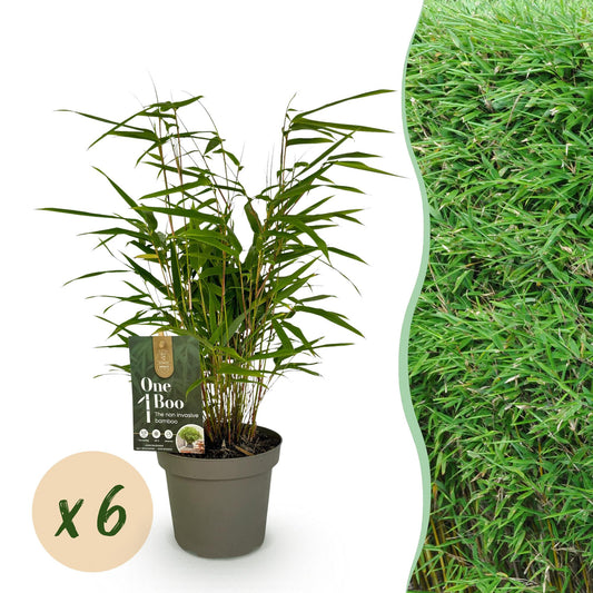 Green boutiQ - Bamboo - Fargesia Rufa - Evergreen - Non-invasive - Green - 6 Plants - 14cm Pot - 35cm Height