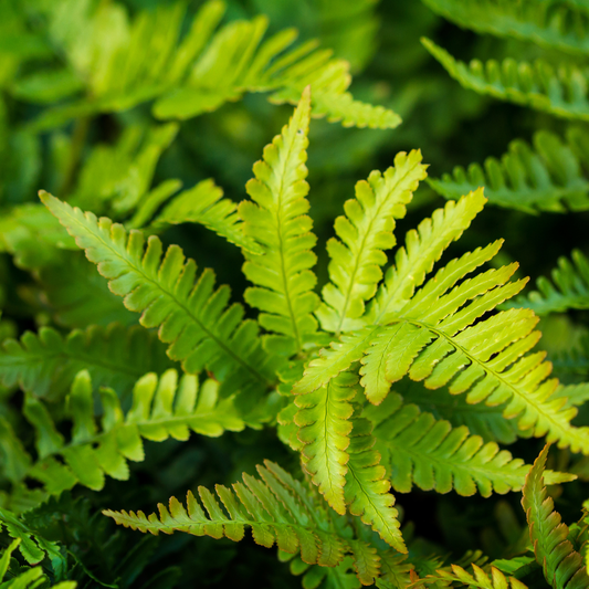 24x Polystichum set. 'Herrenhausen' - ↕10-25cm - Ø9cm