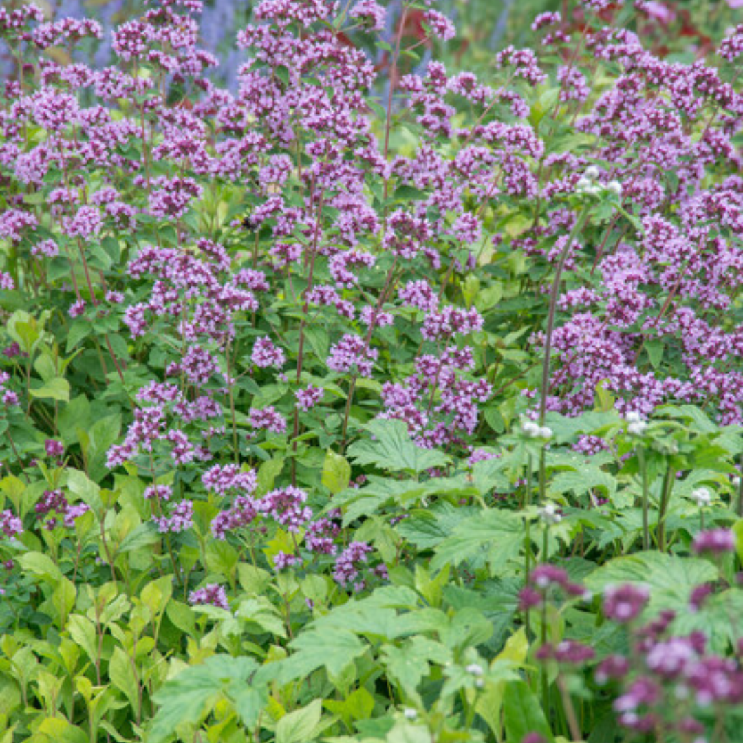 60x Origanum laevigatum 'Herrenhausen' - ↕10-25cm - Ø9cm