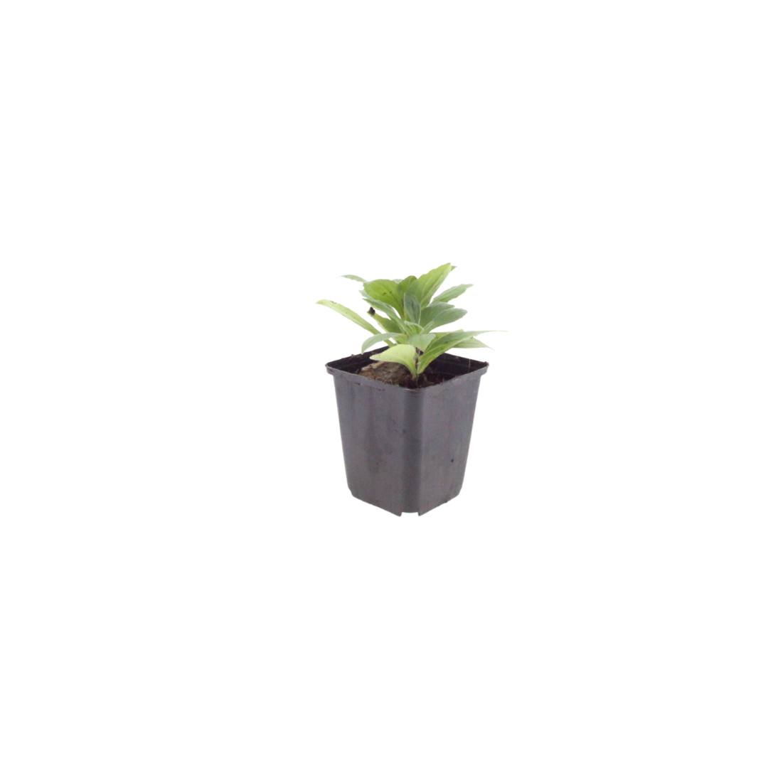 60x Aster frikartii 'Monch' - ↕10-25cm - Ø9cm
