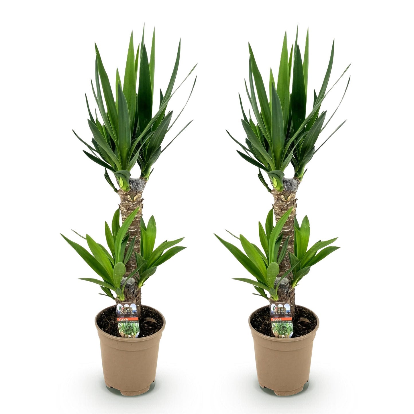 Green boutiQ - Houseplant - Yucca elephantipes - Yucca - Low maintenance - Green - 2 - Pot 17cm - Height 75cm