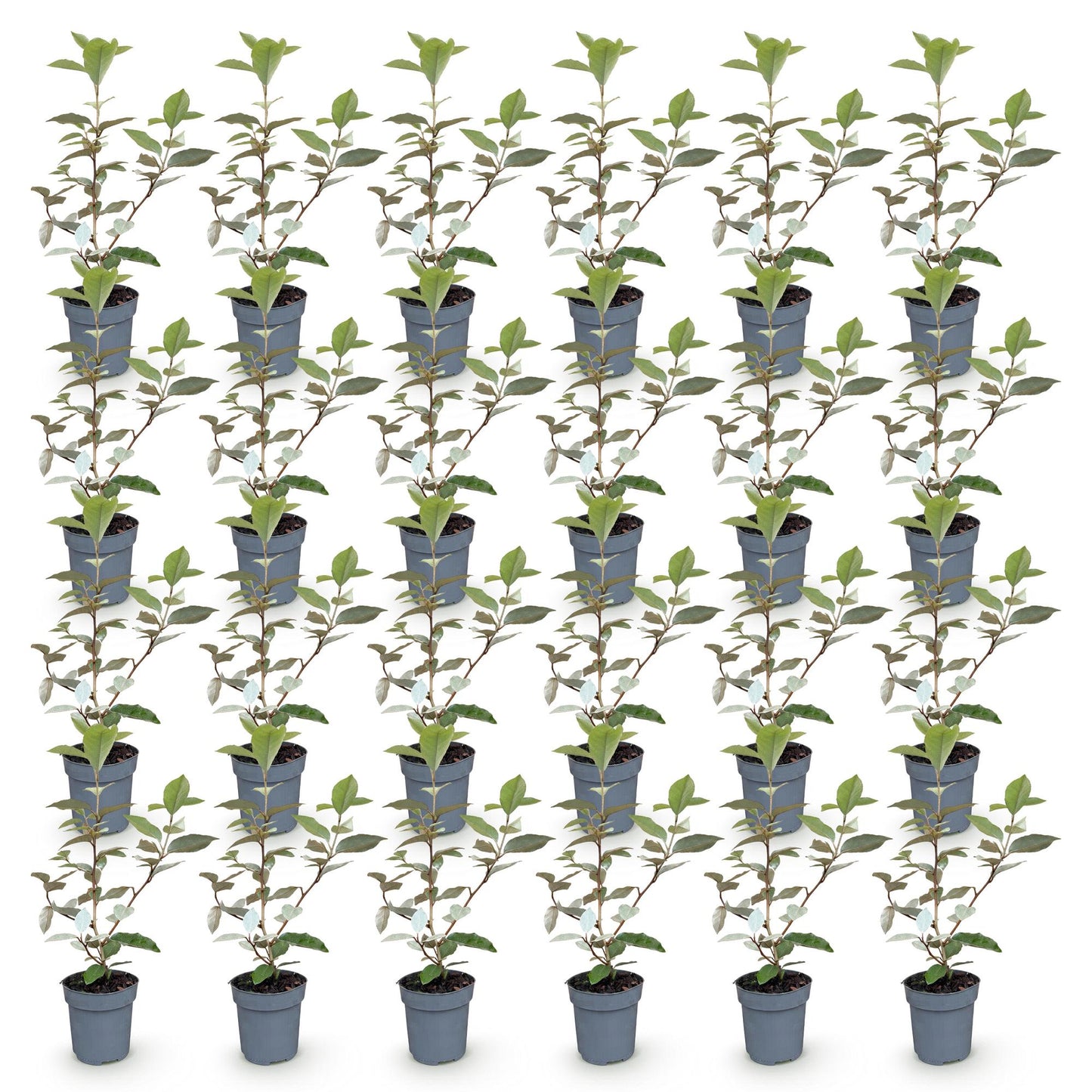 Green boutiQ - 24x Eleagnus ebbingei Compacta - Olive Willow - Hedge Plants - Evergreen - Gray - Pot 9cm - Height 25-35cm