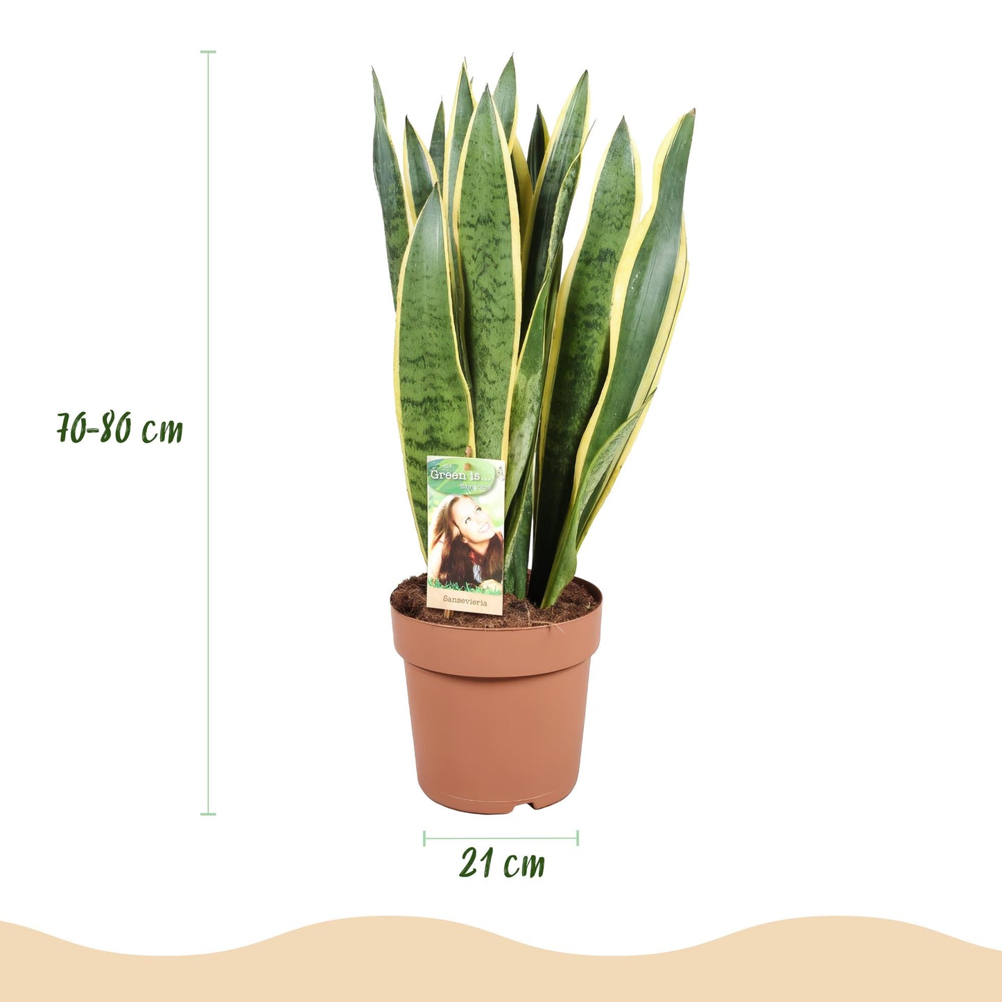 Green boutiQ - Houseplants - Sansevieria Laurentii - Snake Plant - Low maintenance - Green - yellow - 1 Plant - with Potter White - Pot 21cm - Height 70-80cm