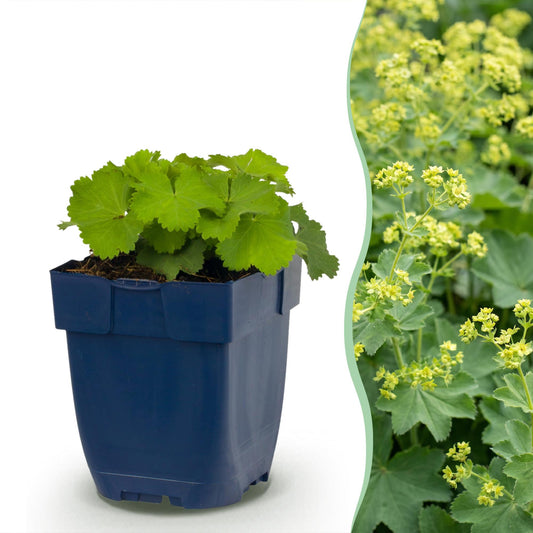 Perennial - Alchemilla mollis - Lady's Mantle - Ground Cover - Yellow - 6 Plants - Pot 11cm - Height 15-25cm