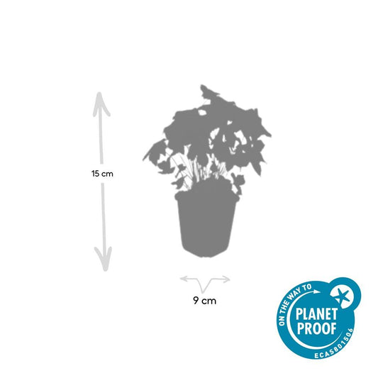 60x Geranium nodosum - ↕10-25cm - Ø9cm