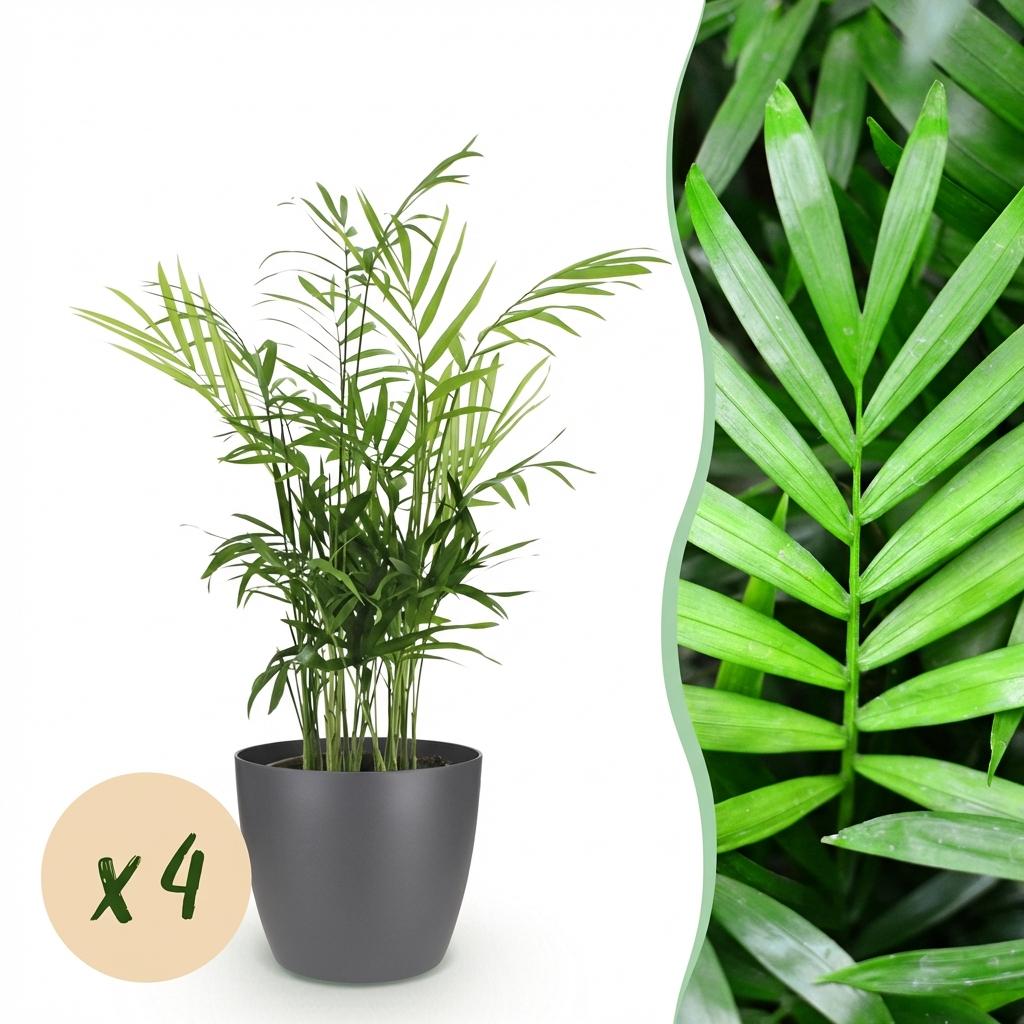 Pianta da interno - Chamaedorea elegans - Palma nana - Pianta adatta agli animali domestici - Verde - 4 Piante - con Vaso Grigio - Vaso 12cm - Altezza 15cm