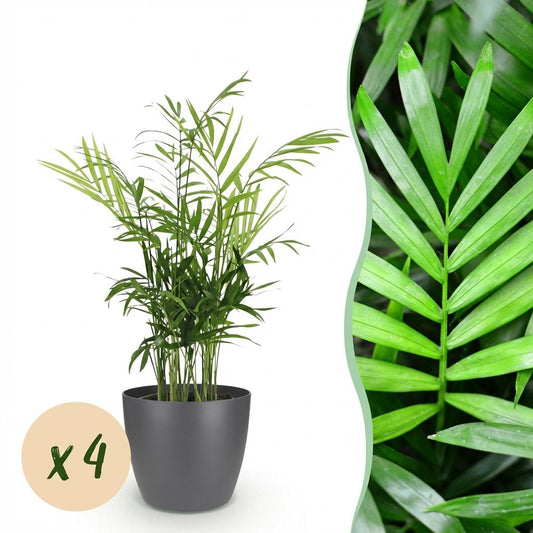 Kamerplant - Chamaedorea elegans - Goudpalm - Huisdiervriendelijke Plant - Groen - 4 Planten - met Potter Grijs - Pot 12cm - Hoogte 15cm