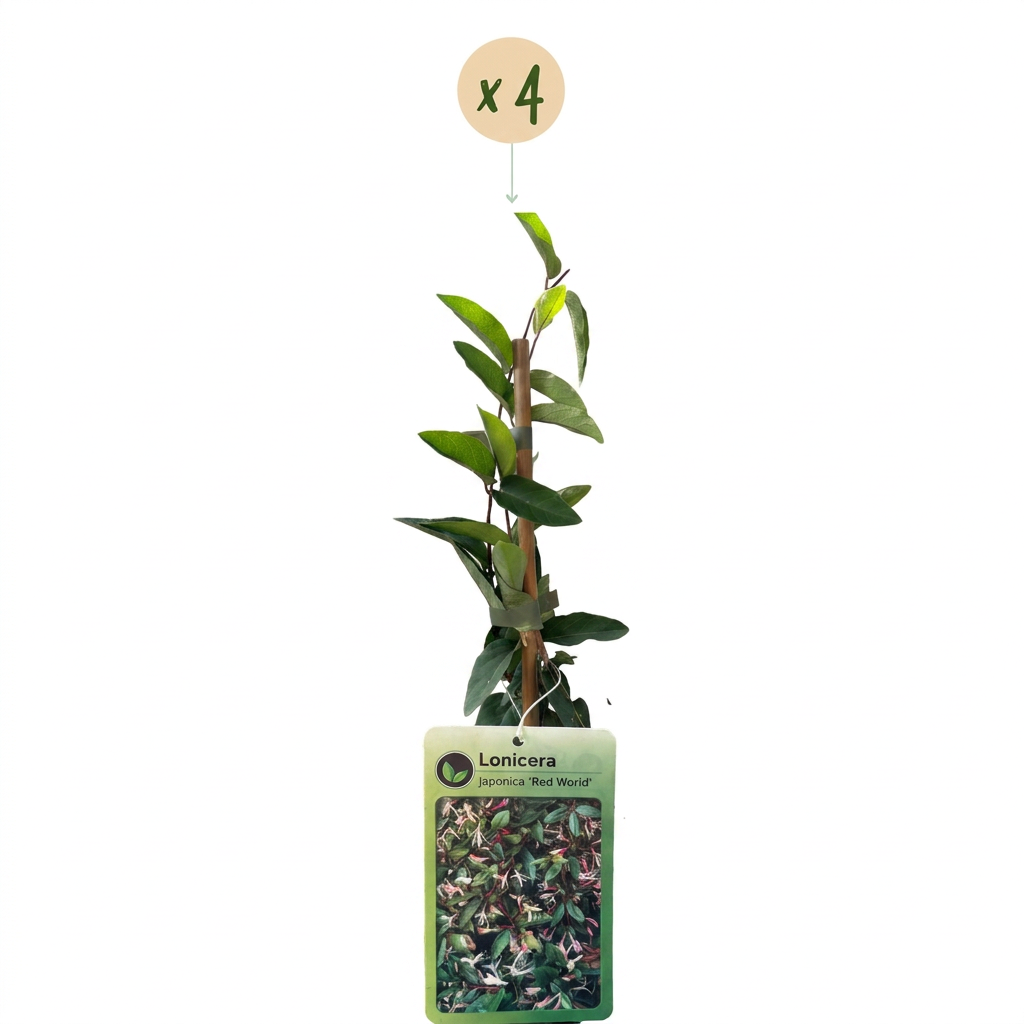 4x Lonicera jap. 'Red World' - Japanse kamperfoelie - Rood - Roze - Klimplant - Ø9cm - ↕35cm