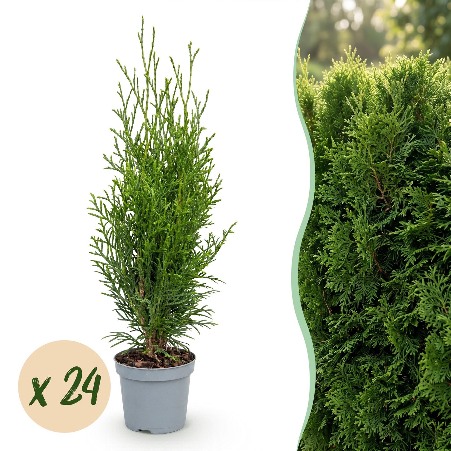 24x Thuja occidentalis Smaragd - American Arborvitae - Hedge Plants - Evergreen - Green - 9cm Pot - 20-30cm Height
