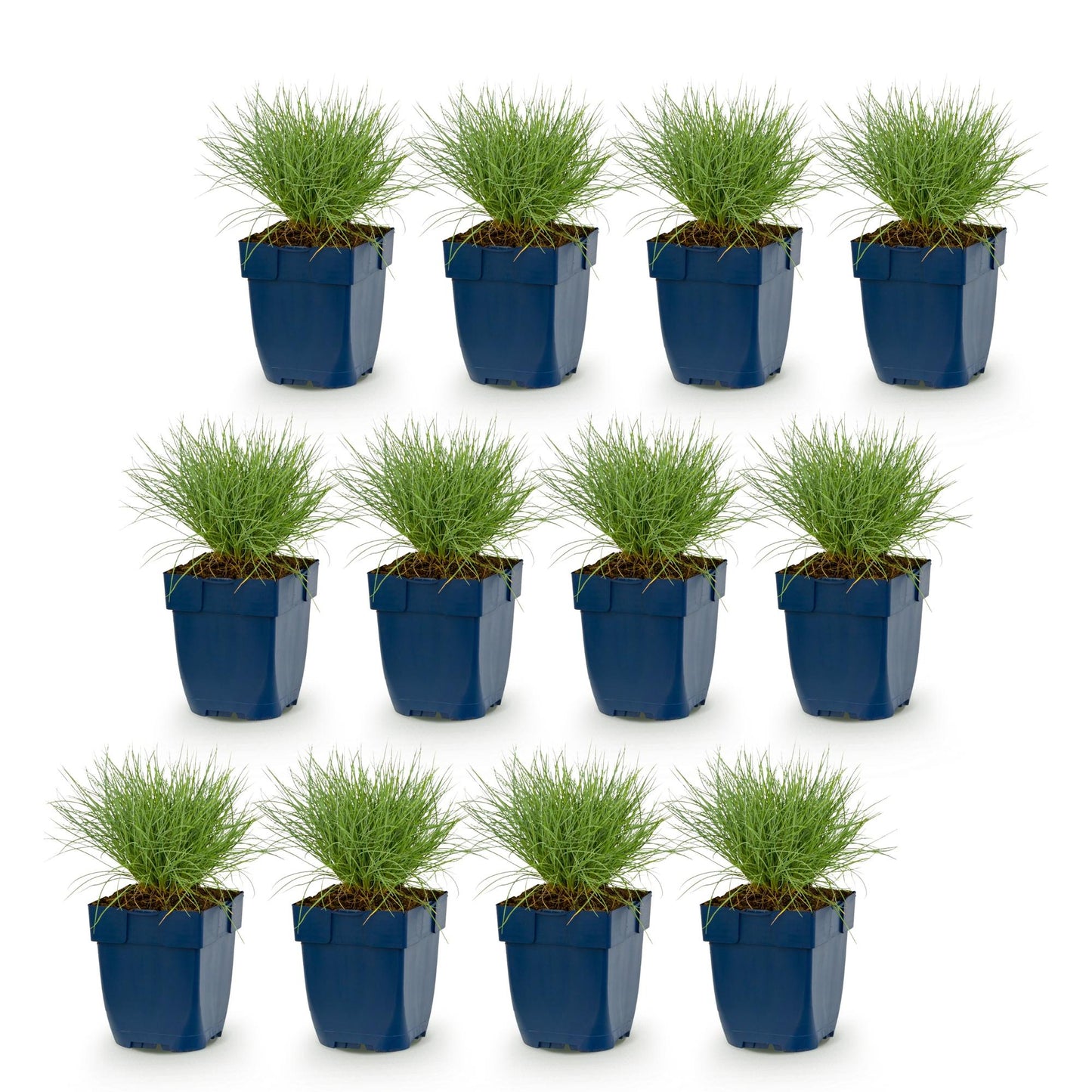 Pianta perenne - Festuca glauca - Erba blu - Sempreverde - Blu - 12 Piante - Vaso 11cm - Altezza 15-25cm
