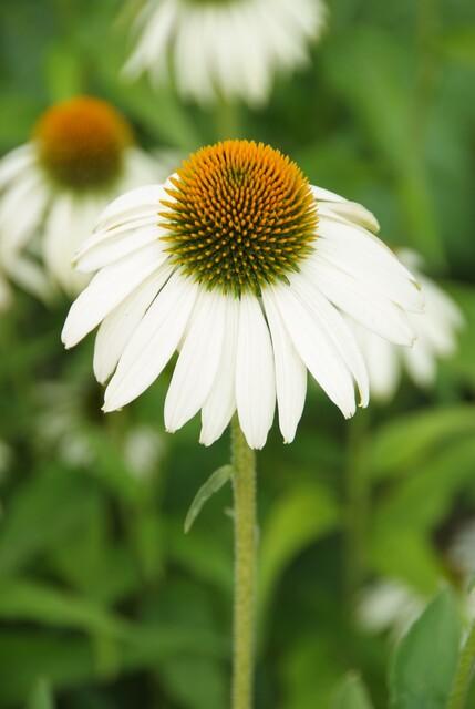 48x Echinacea p. 'White Swan' - ↕10-25cm - Ø9cm