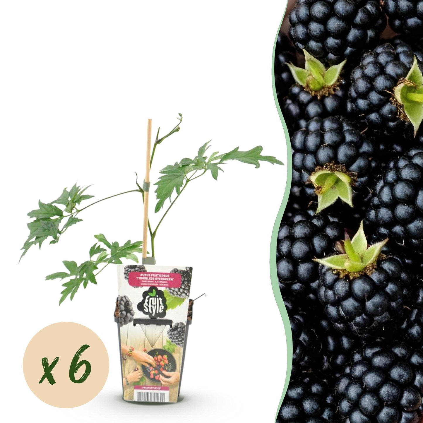 Fruit Plants - Evergreen Blackberry - Rubus Thornless Evergreen - Hardy - 6 Plants - Pot 9 cm - Black Blackberry