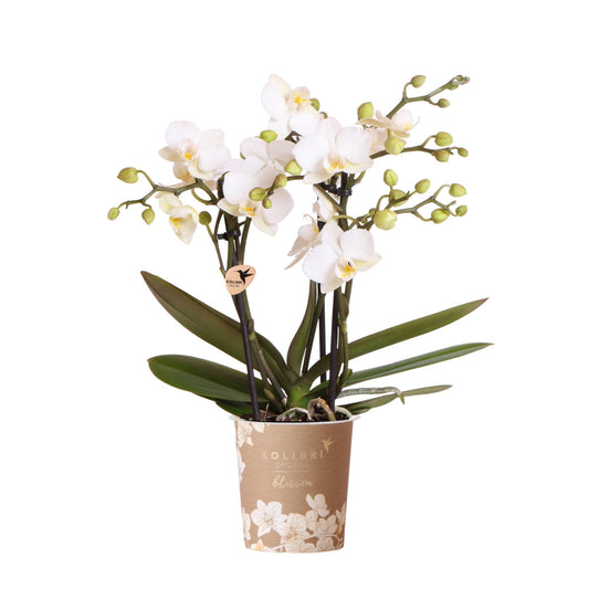 Kolibri Orchids | Orchidea phalaenopsis bianca in vaso Ø9cm | Zurigo | pianta da appartamento fiorita - fresca dal coltivatore