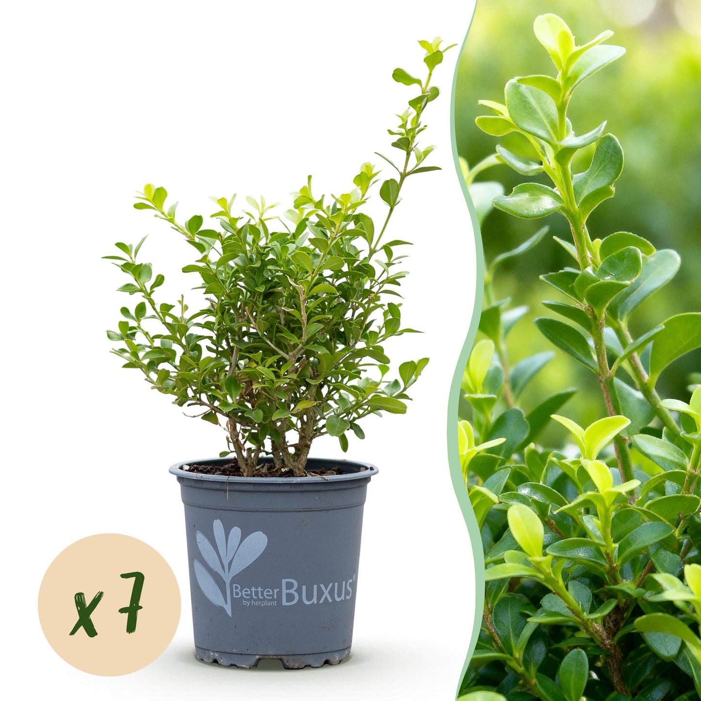 Green boutiQ - Buxus Hedge - BetterBuxus Babylon Beauty - Resistant to Boxwood Blight - 7 plants - 1 linear meter - pot 10.5cm height 25-30