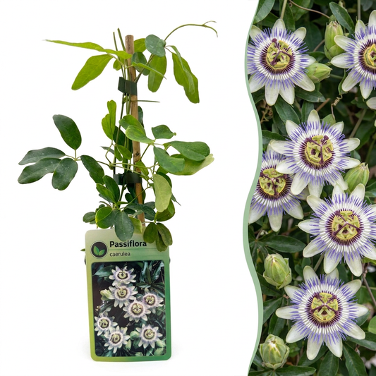 4x Passiflora caerulea - Blaue Passionsblume - Weiß - Violett - Kletterpflanze - Ø9cm - ↕35cm