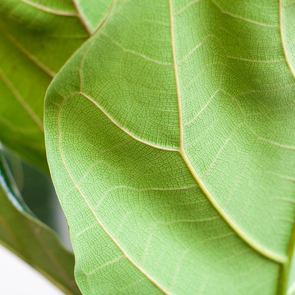Ficus Lyrata with Potter pot white - 80cm - Ø21