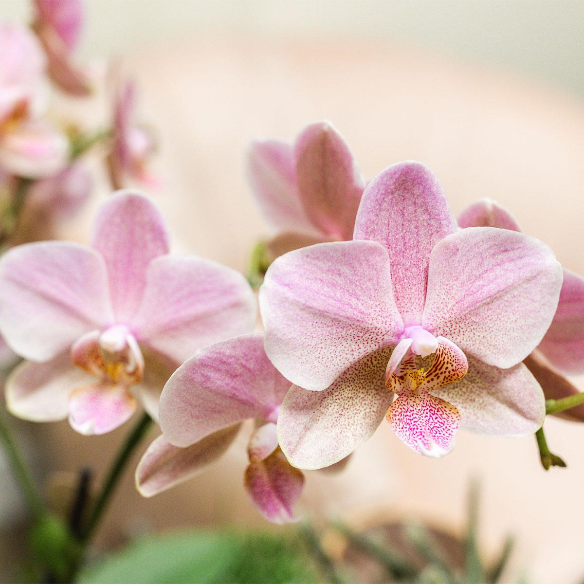Orchidee Kolibri I OFFERTA COMBI di 2 orchidee Phalaenopsis rosa antico - Treviso - dimensioni vaso Ø12cm | pianta d'appartamento in fiore - fresca dal coltivatore