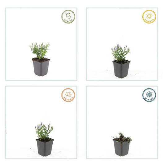 48x Aster (D) 'Prof. Anton Kippenberg'  - ↕10-25cm - Ø9cm