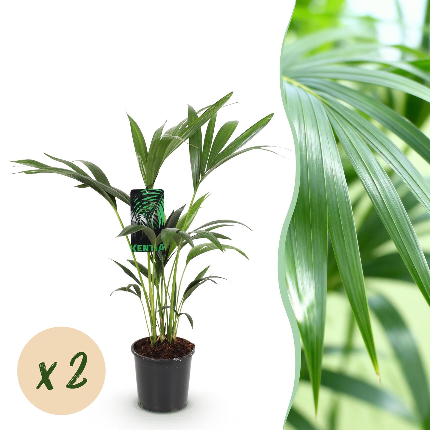 Green boutiQ - Houseplant - Howea Forsteriana - Kentia Palm - Low Maintenance - Green - 2 plants - Pot 17cm - Height 70-75cm