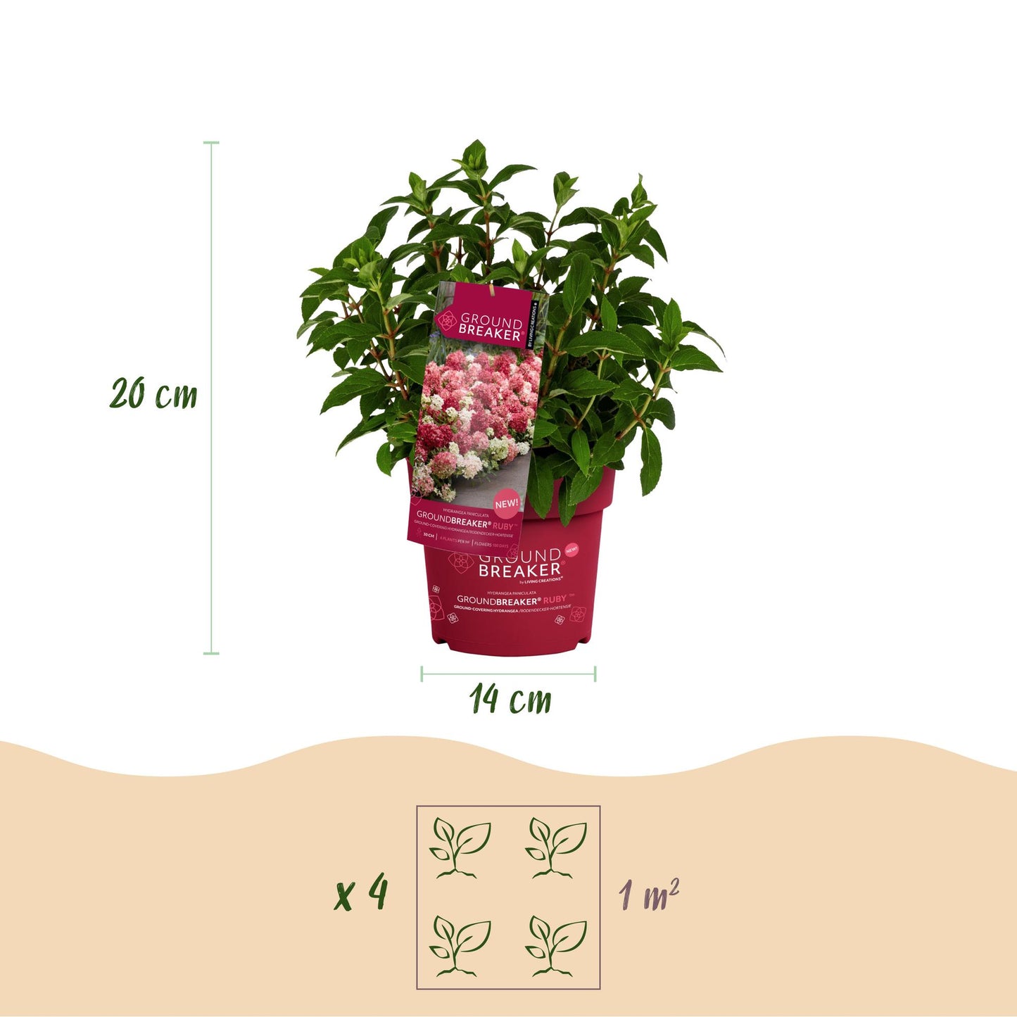 Green boutiQ - Garden Plant - Hydrangea paniculata Groundbreaker Ruby - Panicle Hydrangea - Hardy - Red - 4 Plants - Pot 14cm - Height 20-25cm