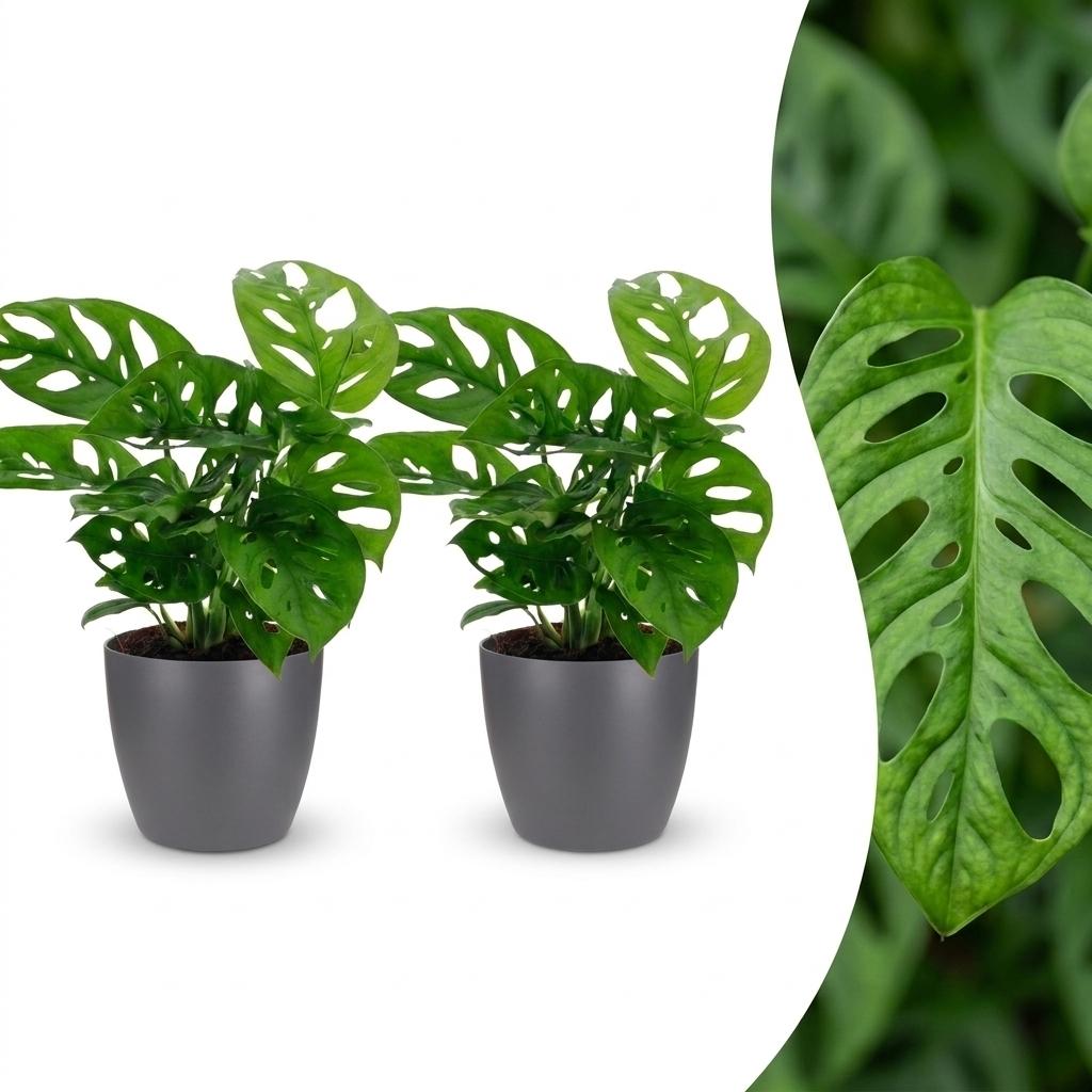 Monstera Adansonii - Rhaphidophora Tetrasperma - 2 Plants - with Grey Pot - Pot 12cm - Height 25cm