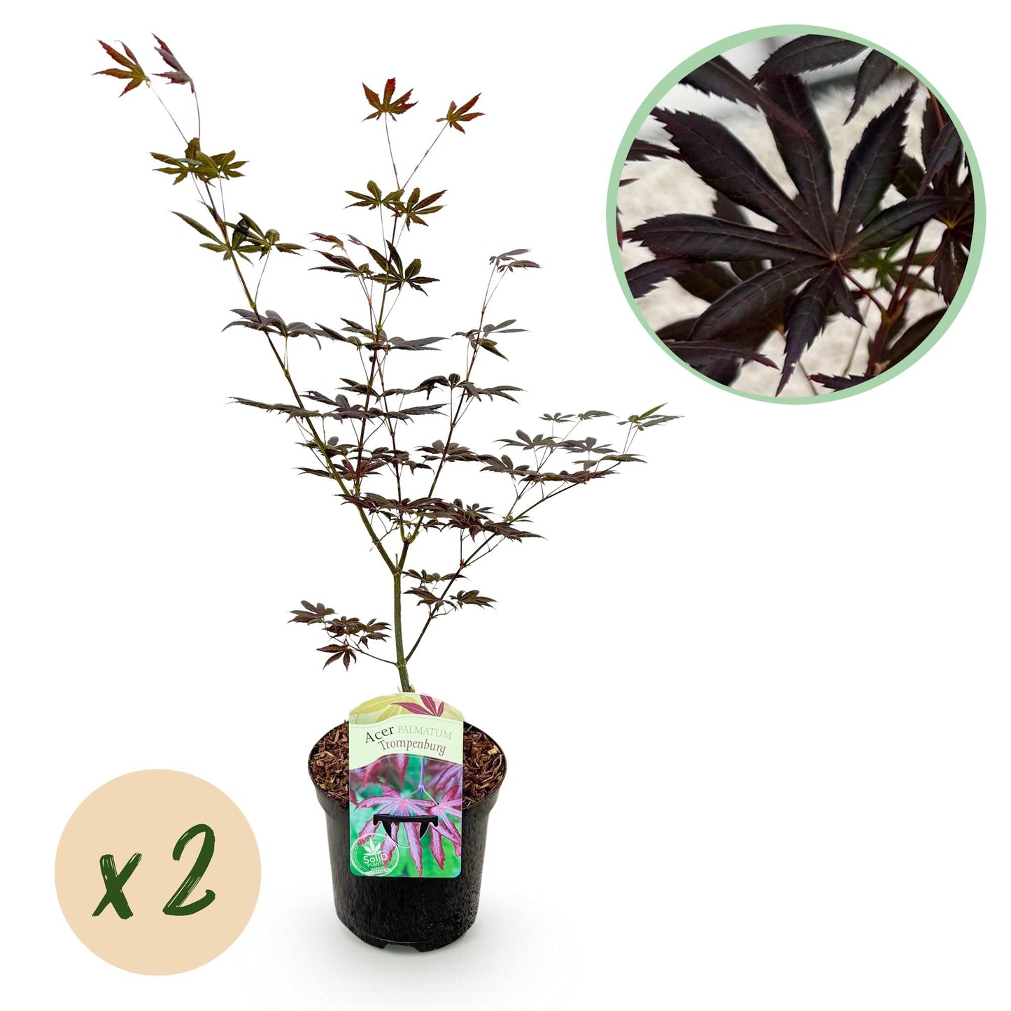 Green boutiQ - Pianta da terrazza - Acero giapponese - Acer palmatum Trompenburg - Viola scuro - 2 piante - Decidua - Vaso 19 cm Altezza 70 cm