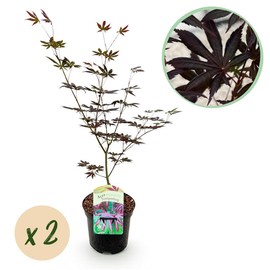 Green boutiQ - Pianta da terrazza - Acero giapponese - Acer palmatum Trompenburg - Viola scuro - 2 piante - Decidua - Vaso 19 cm Altezza 70 cm
