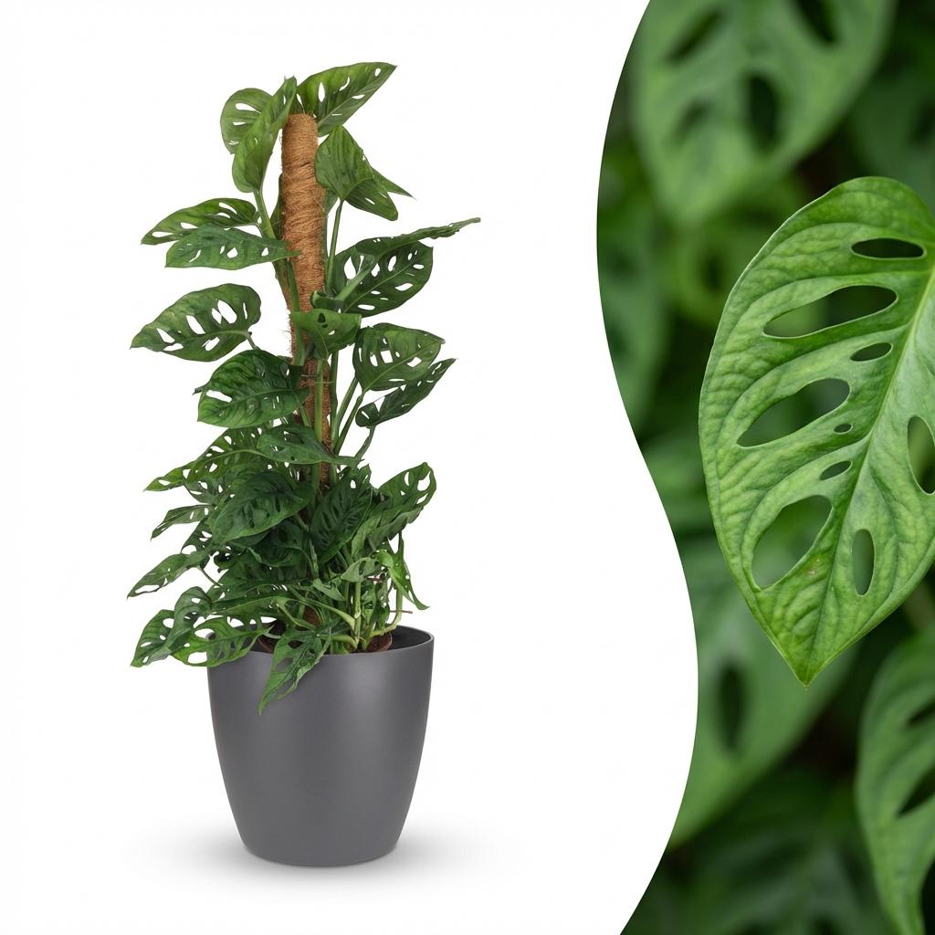 Green boutiQ - Houseplant - Monkey Mask - Monstera Adansonii Moss Pole - Green - Low maintenance - 1 Plant - with Grey Potter - Pot 19cm - Height 90cm