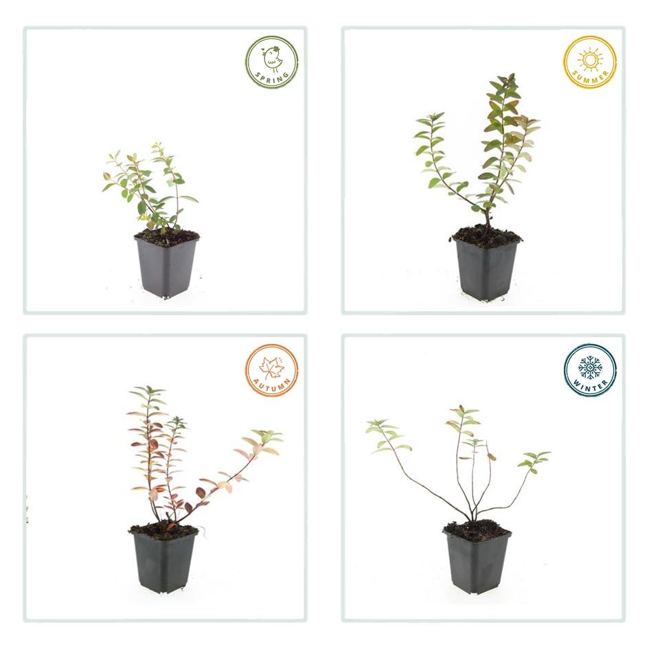 60x Hypericum dummeri 'Peter Dummer' - ↕10-25cm - Ø9cm