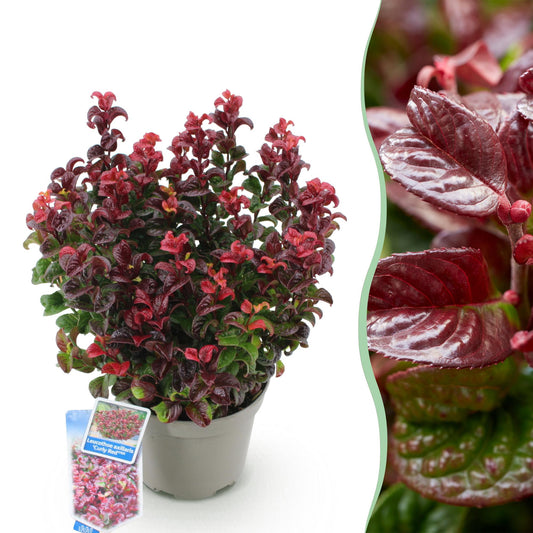 Pianta da giardino - Leucothoe Curly Red - Rossa - 1 Pianta - Sempreverde - Poca manutenzione - Vaso 17cm Altezza 40cm