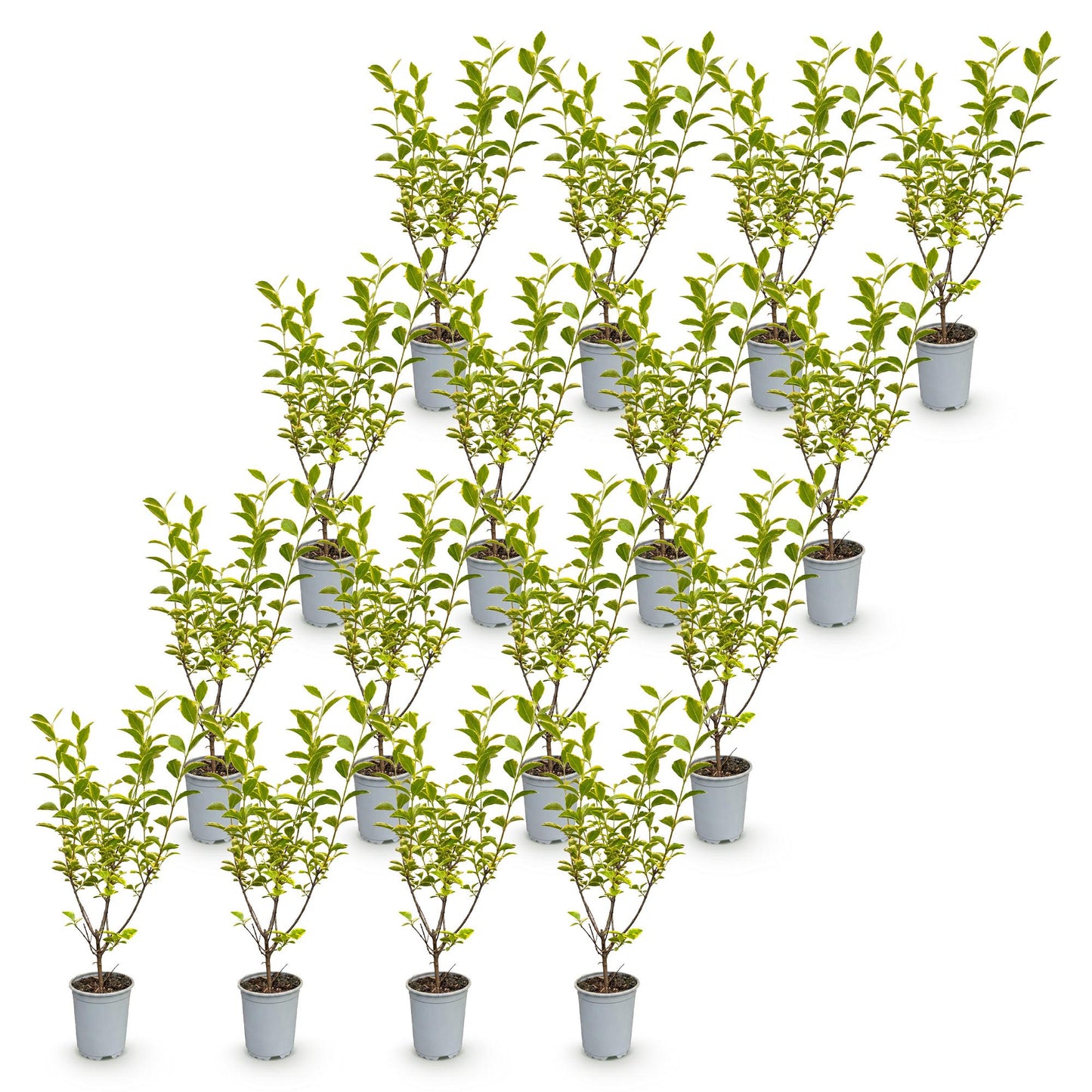 Green boutiQ - 16x Ligustrum ovalifolium Aureum - Ligustro variegato - Piante da siepe - Sempreverdi - Variegate - Vaso 9cm - Altezza 35-45cm