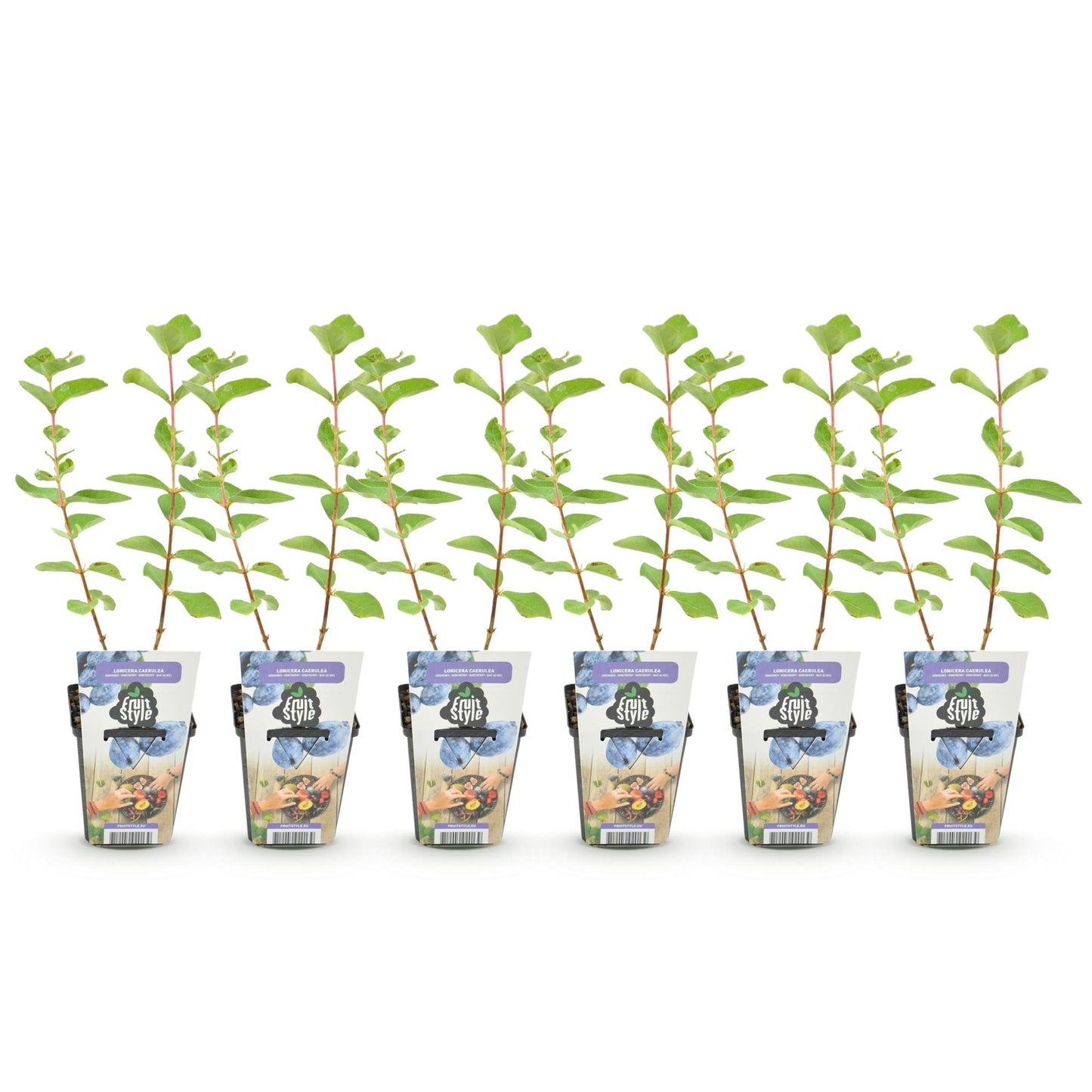 Green boutiQ - Fruit plants - Honeyberry - Lonicera caerulea Kamtschatica - Winter hardy - 6 plants - Pot 9 cm - Blueberry