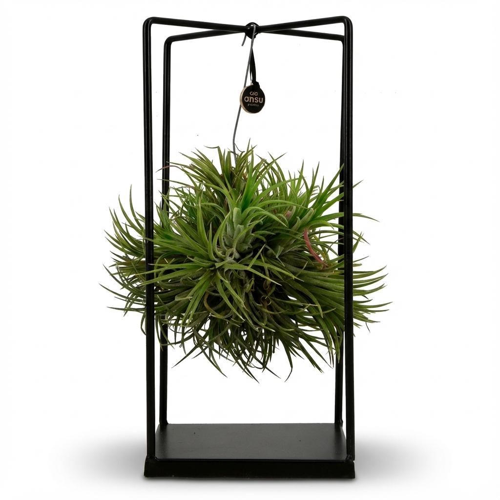 Tillandsia Air Plant in Decor - Ø 14 cm - Height: 30 cm