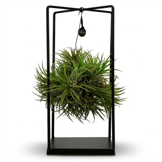 Tillandsia Luchtplant in Decor - Ø 14 cm - Hoogte: 30 cm