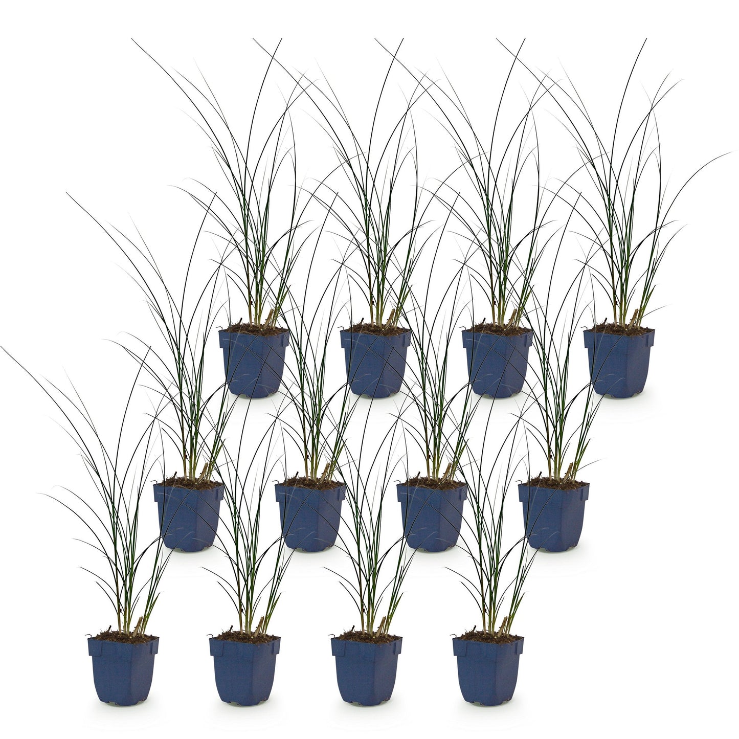 Grassen - Miscanthus sin. Gracillimus - Pampusgras - Met Pluim - Groen - 12 Planten - Pot 11cm - Hoogte 15-25cm