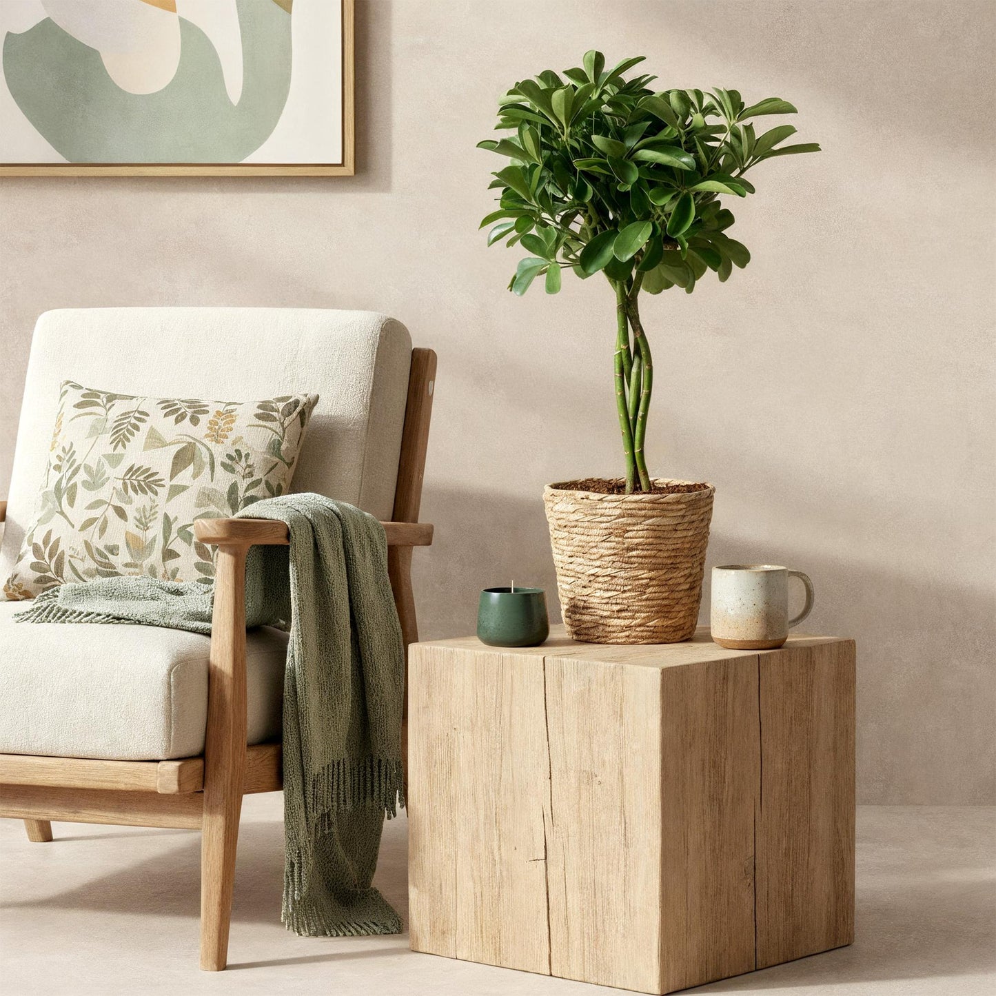 Green is... Indoor plants - Schefflera Nora - Umbrella Tree - Low maintenance - Green - 1 Plant - Pot 21cm - Height 70-82cm