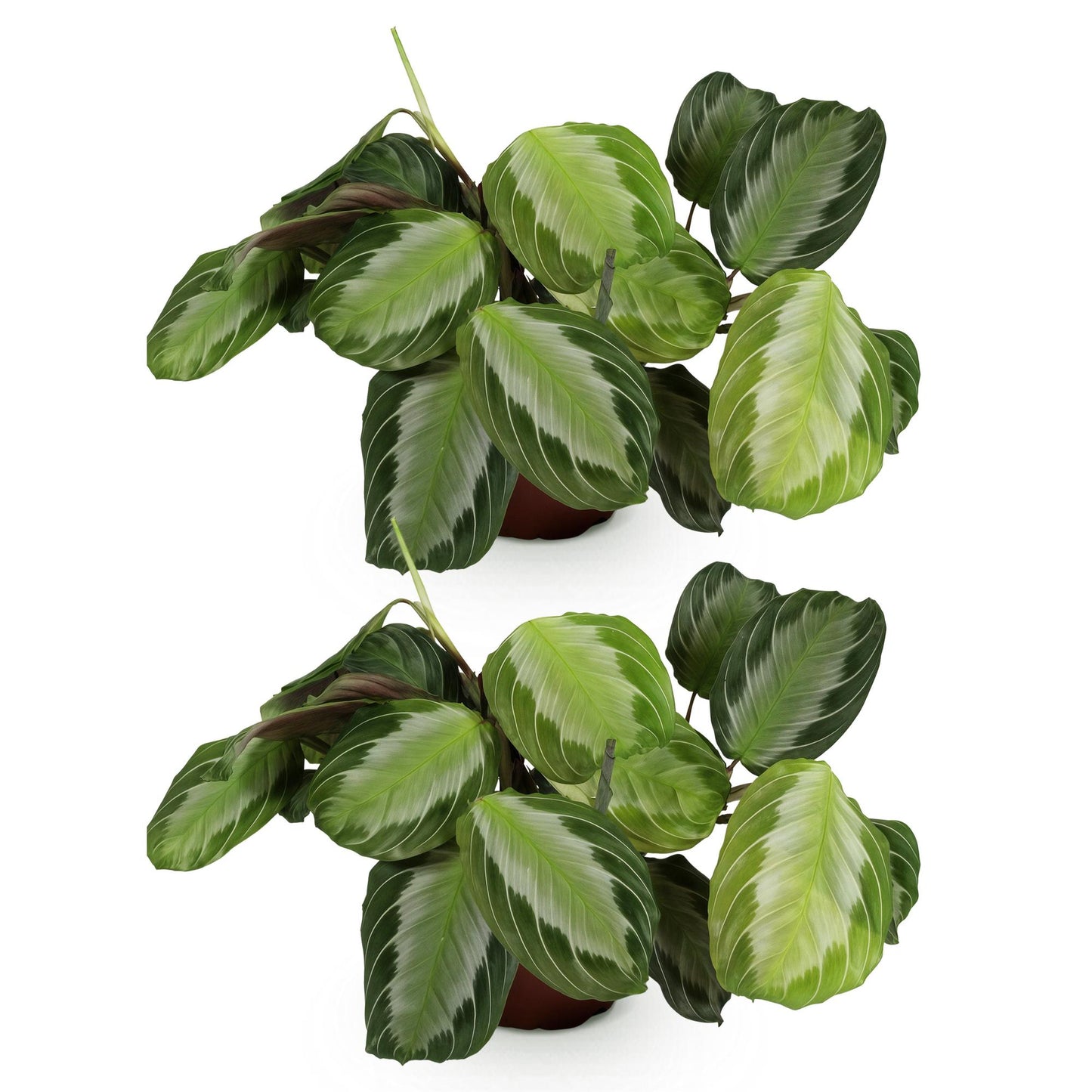 Green boutiQ - Houseplant - Maranta Fascinator Silverband - Prayer Plant - Pet-Friendly - Green - 2 Plants - 12cm Pot - Height 30-35cm