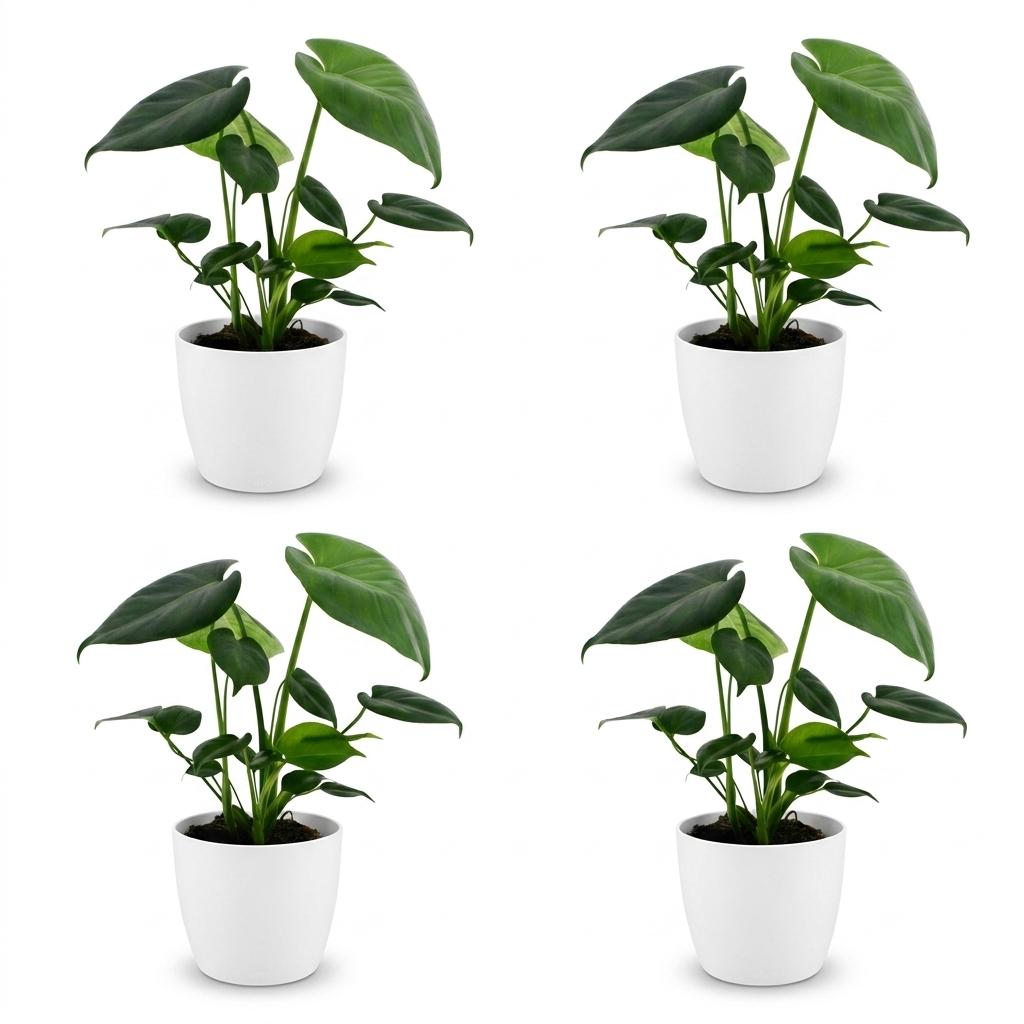 Green boutiQ - Monstera Deliciosa - Swiss Cheese Plant - 4 Plants - with White Pot - Pot 12cm - Height - 30cm