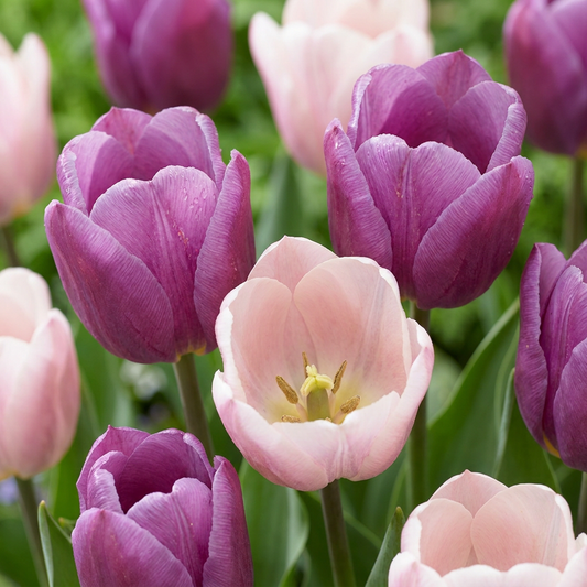96x Tulipa Macron mix - Tulip Macron mix - Miscellaneous - Spring flowering - Bulb size 11/12