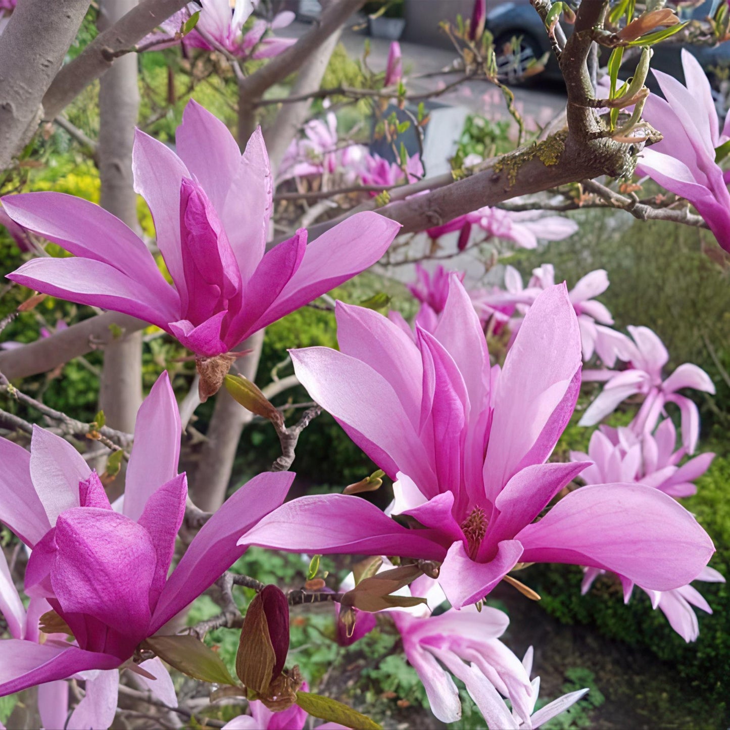 Tuinplant - Magnolia Susan - Bloem Paars - 1 Plant - Bladverliezend - Weinig Onderhoud - Pot 12cm Hoogte 30cm
