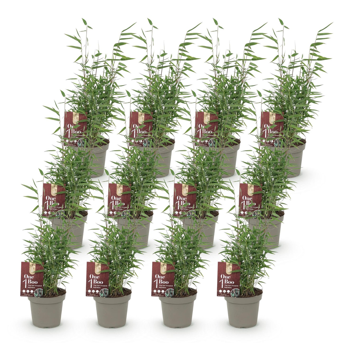 Green boutiQ - Bamboo - Fargesia Red Dragon - Evergreen - Non-invasive - Green - 12 Plants - 14cm Pot - 35cm Height