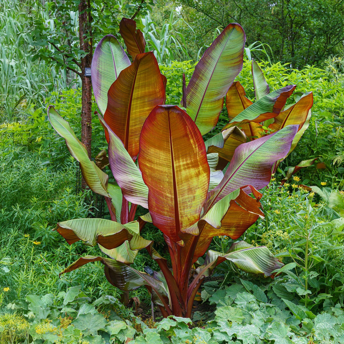 Fruiting Plant - Musa ensete Maurelli - Banana Tree - Winter Hardy - Red-Green - 2 Plants - 15cm Pot - 50cm Height